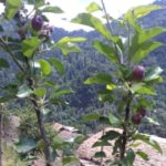 अन्द्राडीमा परिक्षणको लागि रोपिएको स्याउ एक बर्षमै फल्न सुरु