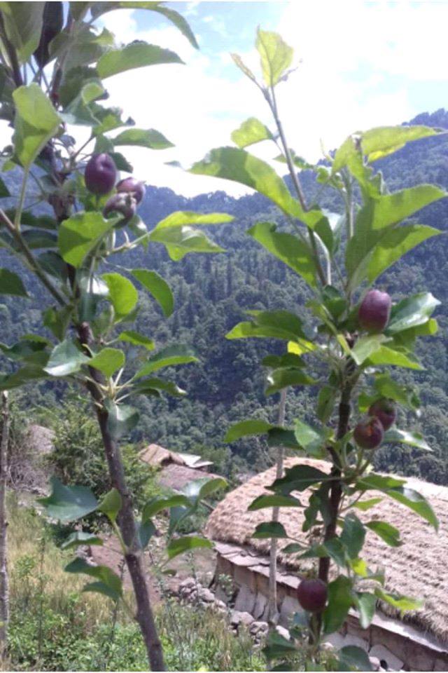 अन्द्राडीमा परिक्षणको लागि रोपिएको स्याउ एक बर्षमै फल्न सुरु