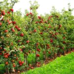 परीक्षणको लागि लगाइएका स्याउ चार महीनामै थामिनसक्नु फल्यो, तपाईपनि रोप्ने की ?