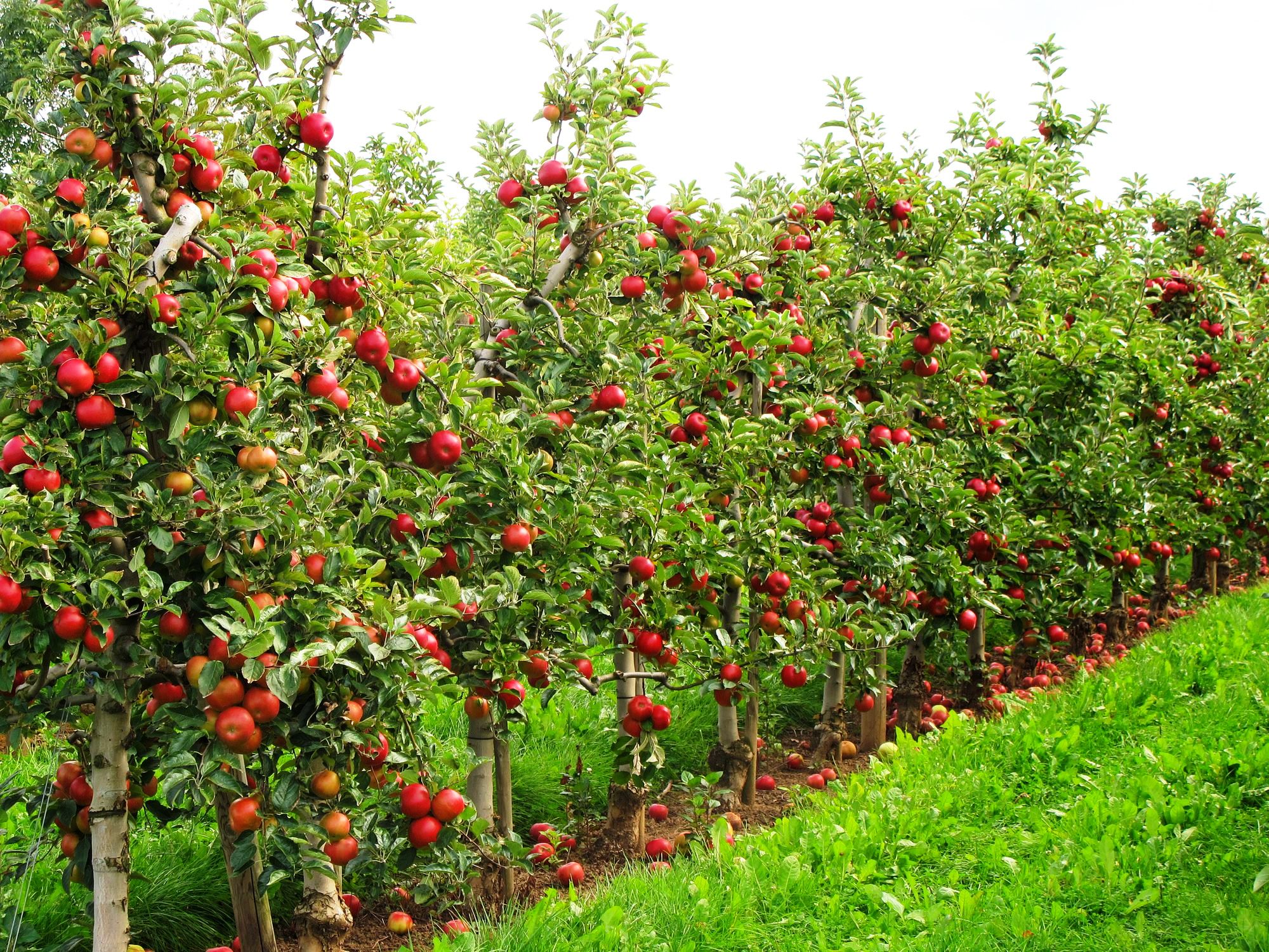 परीक्षणको लागि लगाइएका स्याउ चार महीनामै थामिनसक्नु फल्यो, तपाईपनि रोप्ने की ?