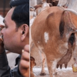 १४८ रोगहरूको औषधी हो गाईको गहुँत,रुसका वैज्ञानिकको अनुसन्धानबाट पुष्टि