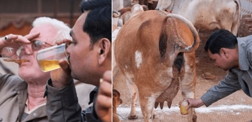 १४८ रोगहरूको औषधी हो गाईको गहुँत,रुसका वैज्ञानिकको अनुसन्धानबाट पुष्टि