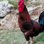 कुखुराको भालेविरुद्ध छिमेकीले मुद्दा हाले…