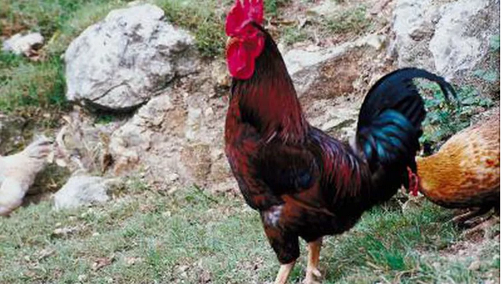 कुखुराको भालेविरुद्ध छिमेकीले मुद्दा हाले…