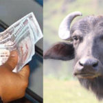 किस्ता तिर्न ढिलो हुँदा बैंकले लग्यो भैंसी