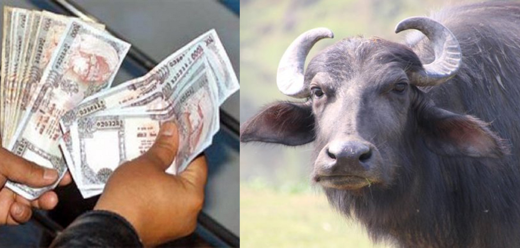 किस्ता तिर्न ढिलो हुँदा बैंकले लग्यो भैंसी