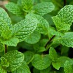 सर्पले टोक्यो तत्काल यो झार खोजि हाल्नुहोस् : २ मिनेटमै निको पार्नेछ