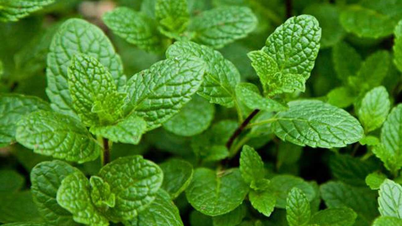 सर्पले टोक्यो तत्काल यो झार खोजि हाल्नुहोस् : २ मिनेटमै निको पार्नेछ