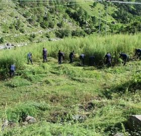 २ महिनामा २ सय ६५ रोपनी गाजा फडानी