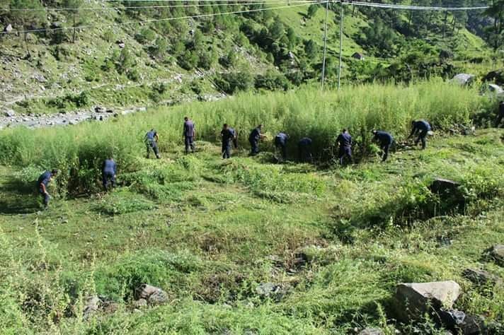 २ महिनामा २ सय ६५ रोपनी गाजा फडानी