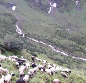 भेडा पाल्न  लेकतिर कृर्षक