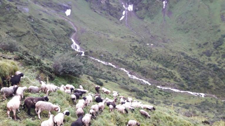 भेडा पाल्न लेकतिर कृर्षक