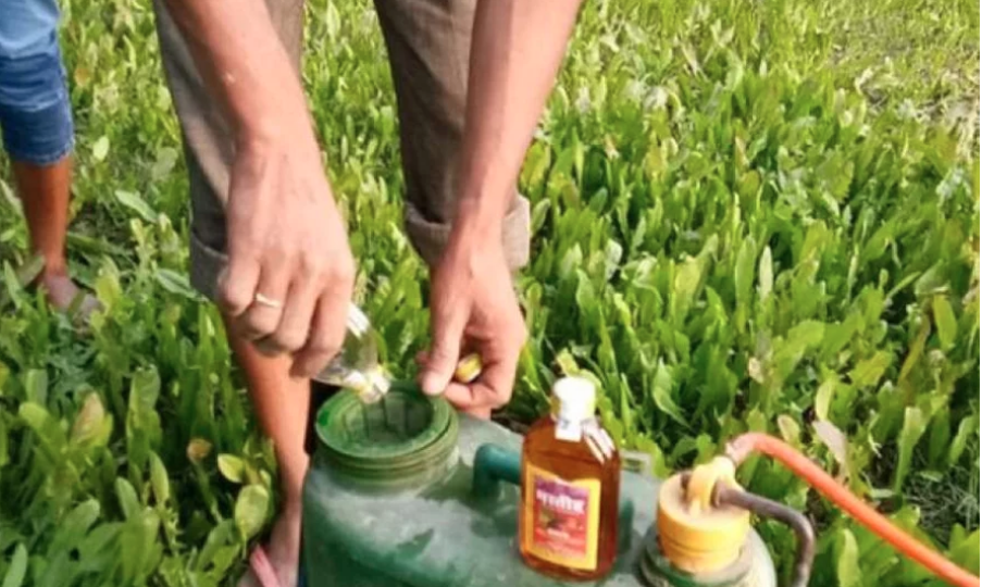 किसानको अनौठो काइदा, खेतबारीमा विषादी होइन रक्सी