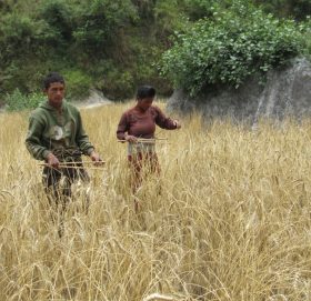 महिलाको काममा पुरुष सघाउने बिच्छँया गाँउ