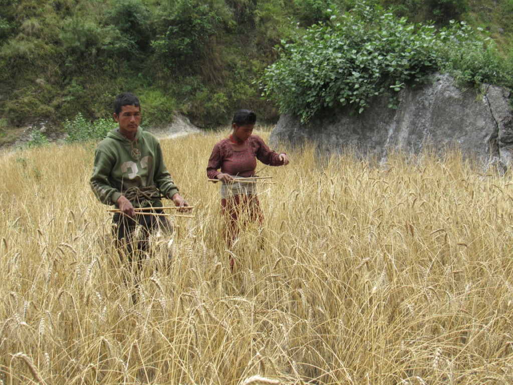 महिलाको काममा पुरुष सघाउने बिच्छँया गाँउ