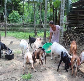 बाख्रापालनले फेरियो जीवन, १ करोड आम्दानी गर्ने लक्ष्य
