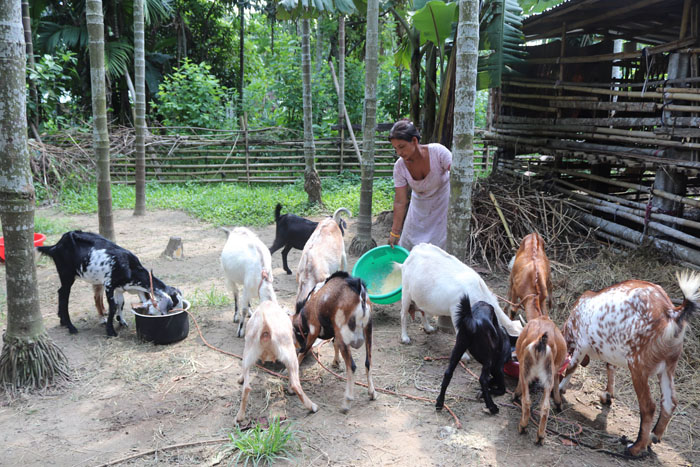 बाख्रापालनले फेरियो जीवन, १ करोड आम्दानी गर्ने लक्ष्य