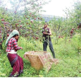 जुम्लामा स्याउ टिप्न भ्याइनभ्याइ, बिहान सबेरैदेखि राति अबेरसम्म स्याउबारीमै व्यस्त