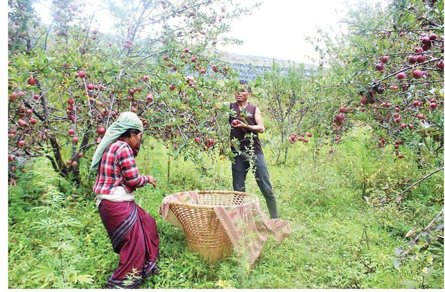 जुम्लामा स्याउ टिप्न भ्याइनभ्याइ, बिहान सबेरैदेखि राति अबेरसम्म स्याउबारीमै व्यस्त