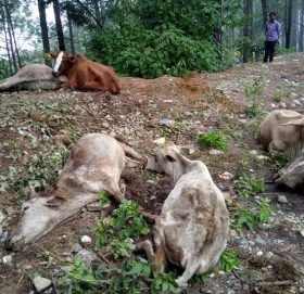 गाई हत्या प्रकरण : चालकसहित ५ ट्रक नियन्त्रणमा