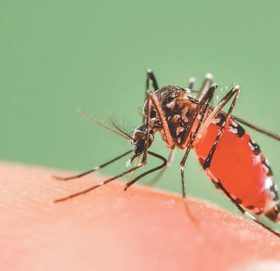 हेटौडामा डेंगु, एकै सातामा ३० बिरामी