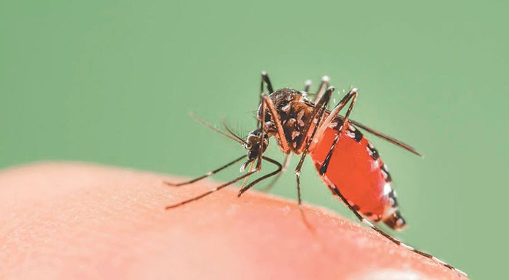 हेटौडामा डेंगु, एकै सातामा ३० बिरामी