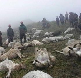 बिच्छ्यामा बाघको आक्रमणबाट २० भेडा मरे