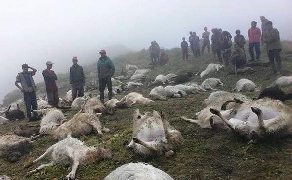 बिच्छ्यामा बाघको आक्रमणबाट २० भेडा मरे