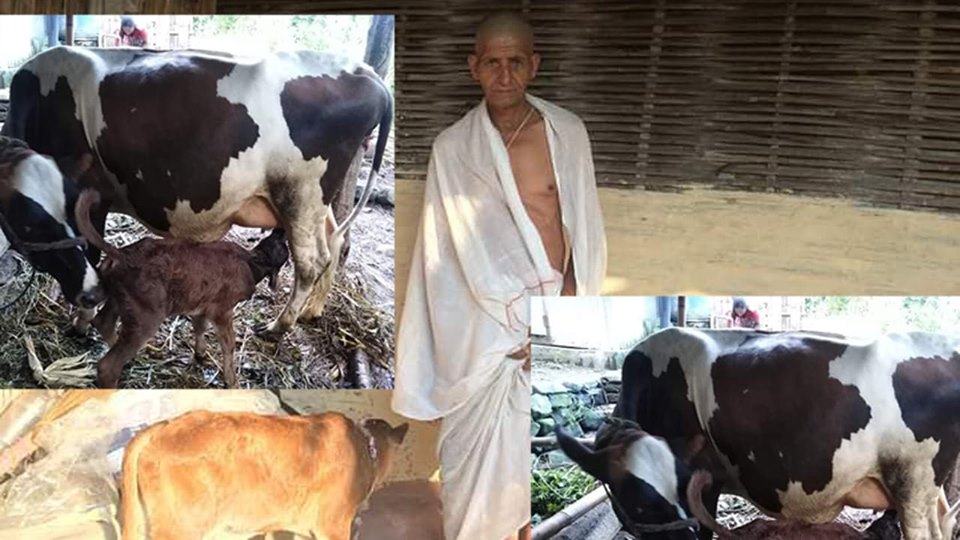 मोरङ्गमा आफ्नो लौनो गाई म*रेपछि गाईको काजक्रिया गर्ने हेमलाल पौडेल !