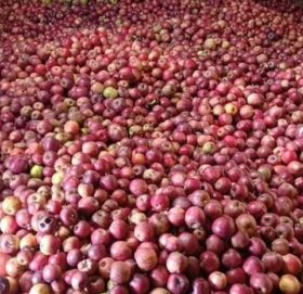 बाजुराको स्याउ धनगढीमा एक दिनमै तीन हजार किलो बिक्री