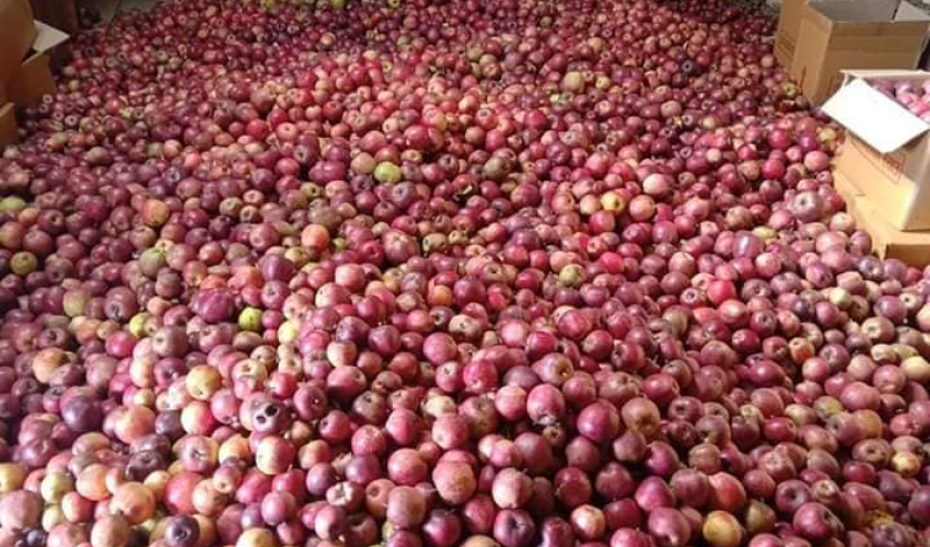 बाजुराको स्याउ धनगढीमा एक दिनमै तीन हजार किलो बिक्री