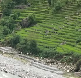 तटबन्घले जोगीयो ६५ रोपनी जमीन