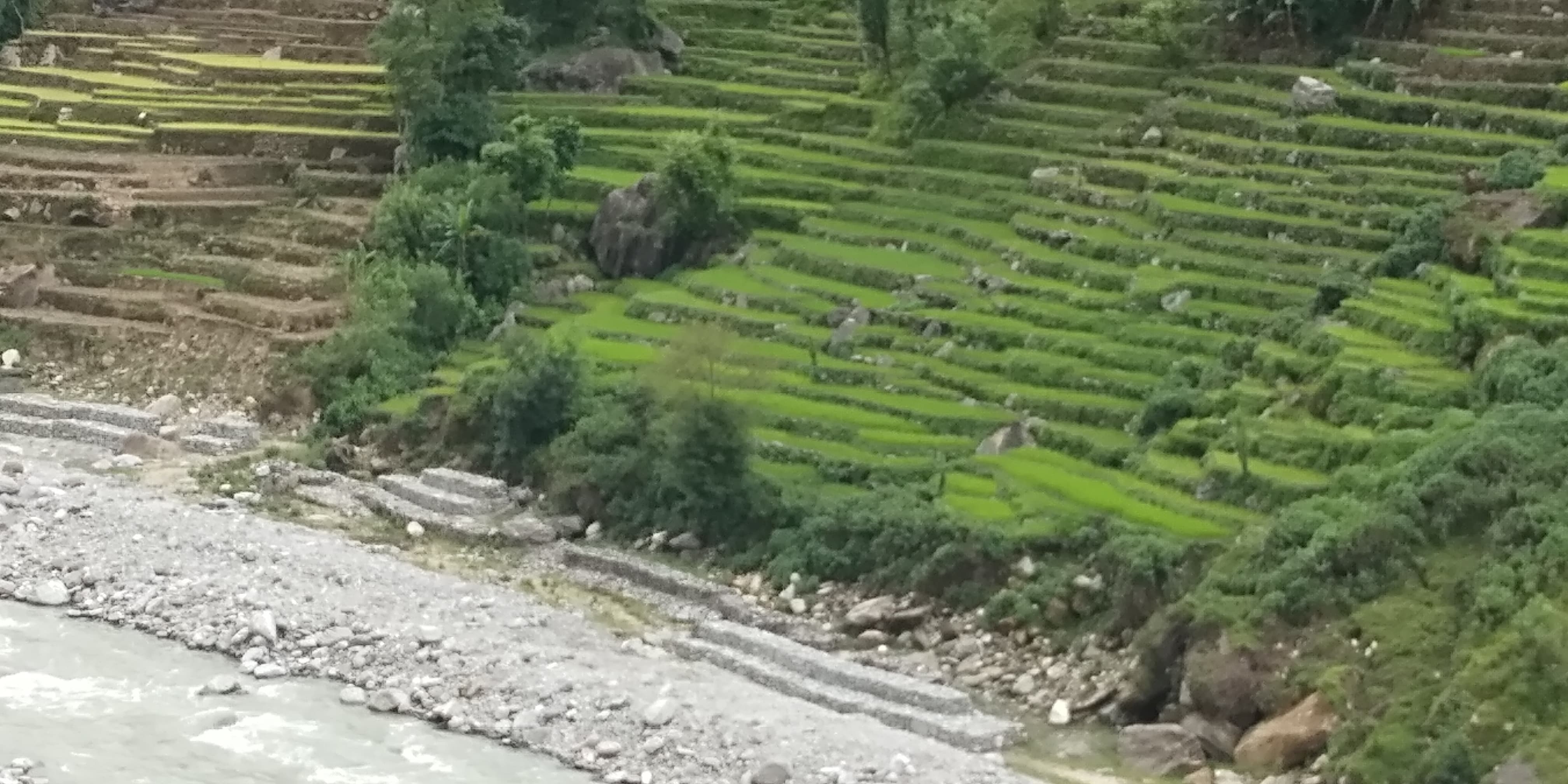 तटबन्घले जोगीयो ६५ रोपनी जमीन