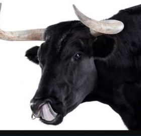 साँढेले चपायो अढाइ लाखको मंगलसूत्र, शल्यक्रिया गरी निकालियो