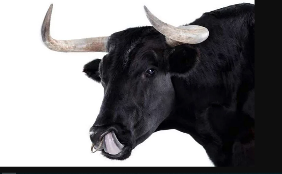 साँढेले चपायो अढाइ लाखको मंगलसूत्र, शल्यक्रिया गरी निकालियो