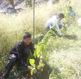 हिमाली गाउँ पालिकाले बिरुवा रोपेर सम्बिधान दिवस मनायो