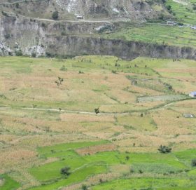 पाक्नै लागेको बाली बाेटमै सुक्यो