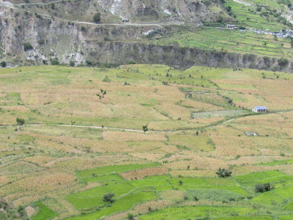 पाक्नै लागेको बाली बाेटमै सुक्यो
