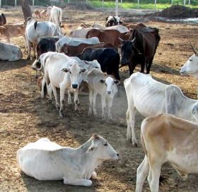 गौहत्यामा संलग्नमाथि कारबाही गर्न विश्व हिन्दू युवा संघको माग