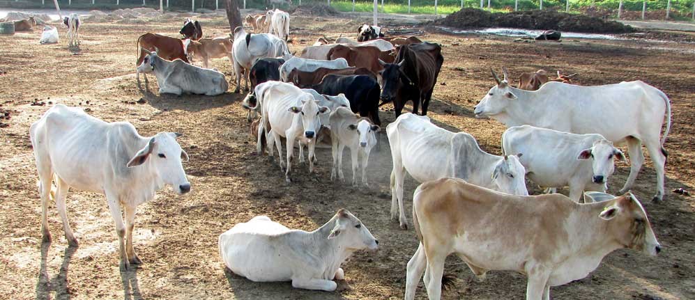 ‘गाडीमै च्यापिएर मरे चौपाया’