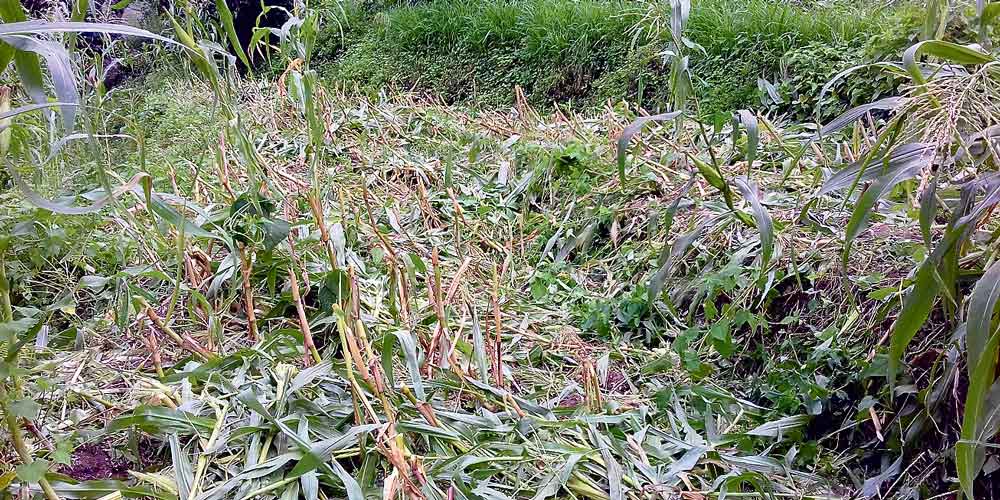 बाली जोगाउनै मुस्किल