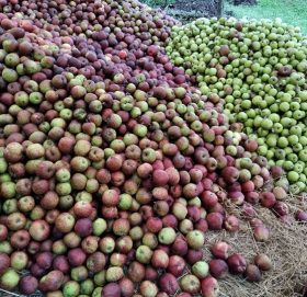 जुम्लामा २० हजार पाँच सय ११ मेट्रिक टन स्याउ उत्पादन