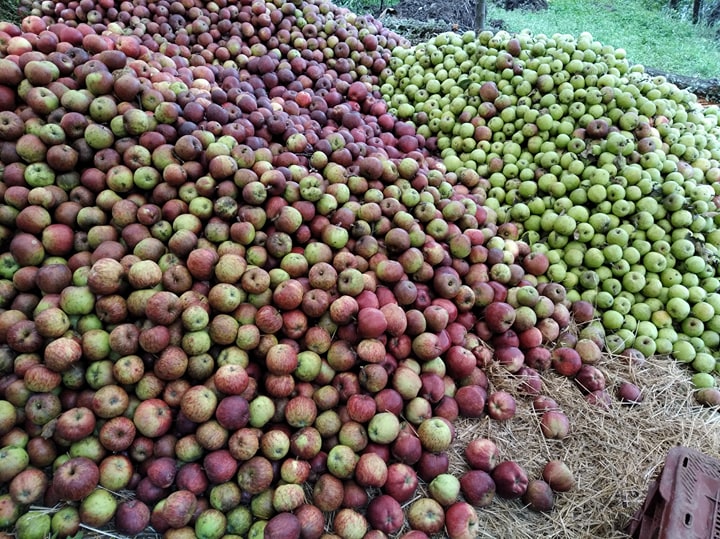 जुम्लामा २० हजार पाँच सय ११ मेट्रिक टन स्याउ उत्पादन