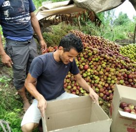 स्याउ ढुवानी अनुदानका लागि कृषि ज्ञान केन्द्र बाजुराकाे आह्वन (सुचना सहित)
