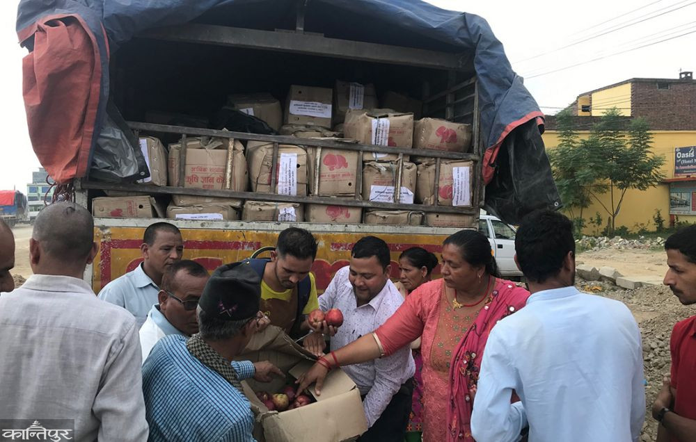 बाजुराको स्याउ पहिलो पटक धनगढीकाे बजारमा