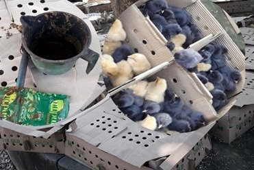 ठगीको नयाँ शैली : ब्वायलरको चल्लालाई  मेहन्दी लगाएर बिक्री