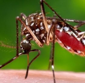 ७६ जिल्लामा फैलियाे डेंगु, सुदूरपश्चिममा १ हजार ६५ जनामा संक्रमण