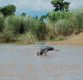 ह्वेल र डल्फिन कसरी सुत्छन् ?