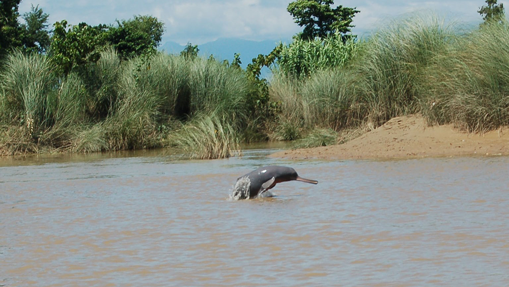 ह्वेल र डल्फिन कसरी सुत्छन् ?