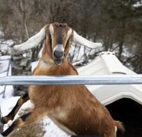 कुकुरलाई तीन भोटले पछि पार्दै बाख्रो बन्यो मेयर !